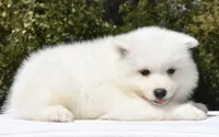 Female #2, a female Samoyed for sale in Palmdale, CA – 6 of 10