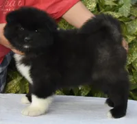 CKC Female #2, a female Akita for sale in Palmdale, CA – Photo 1 of 9