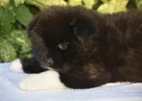 CKC Female #2, a female Akita for sale in Palmdale, CA – Photo 6 of 9