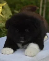 CKC Female #2, a female Akita for sale in Palmdale, CA – Photo 5 of 9
