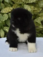 CKC Female #2, a female Akita for sale in Palmdale, CA – Photo 3 of 9