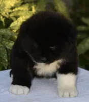 CKC Female #2, a female Akita for sale in Palmdale, CA – Photo 2 of 9