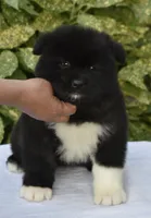 CKC Female #2, a female Akita for sale in Palmdale, CA – Photo 4 of 9