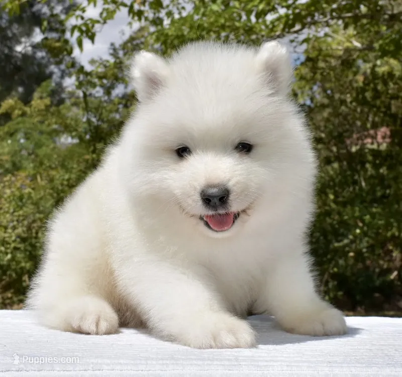 Male #2 – Samoyed puppy for sale in Palmdale, CA