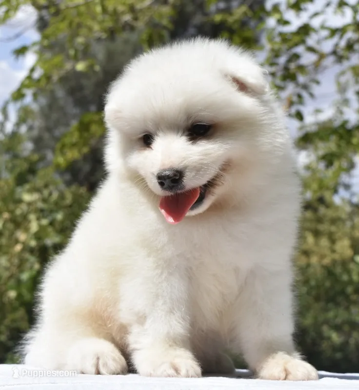 Male #1 – Samoyed puppy for sale in Palmdale, CA