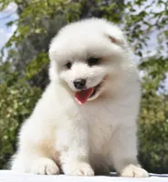 Male #1, a male Samoyed for sale in Palmdale, CA – 1 of 6