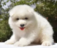 Male #3, a male Samoyed for sale in Palmdale, CA – 4 of 9