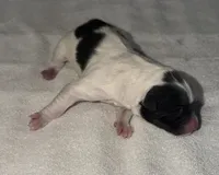 processed/dddb04fc-d267-411c-b759-ca1c97ca53d3/listing/a92cc581-52ff-43af-9880-0b97fd67d8bf/0423d009-4fe3-4f9b-ac36-1744531b3e87