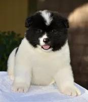 CKC Male #1, a male Akita for sale in Palmdale, CA – Photo 2 of 10