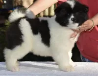 CKC Male #1, a male Akita for sale in Palmdale, CA – Photo 1 of 10