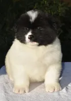 CKC Male #1, a male Akita for sale in Palmdale, CA – Photo 6 of 10