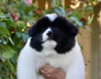 CKC Male #1, a male Akita for sale in Palmdale, CA – Photo 7 of 10