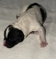 processed/dddb04fc-d267-411c-b759-ca1c97ca53d3/listing/a92cc581-52ff-43af-9880-0b97fd67d8bf/6e3c4c35-9ce4-4a3b-bd64-64f576c3e569