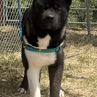 CKC Male #1, a male Akita for sale in Palmdale, CA – Photo 8 of 10