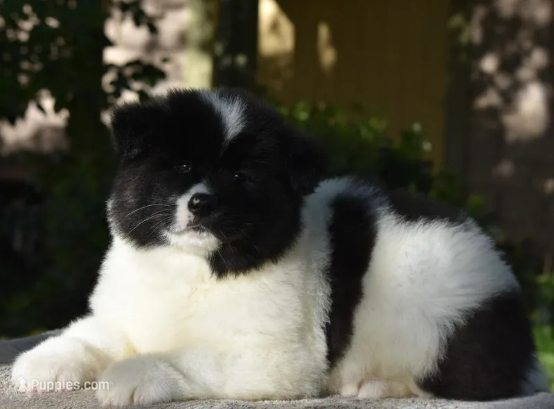 CKC Male #1 LOWERED FEE – Akita puppy for sale in Palmdale, CA