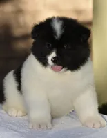 CKC Male #1, a male Akita for sale in Palmdale, CA – Photo 5 of 10