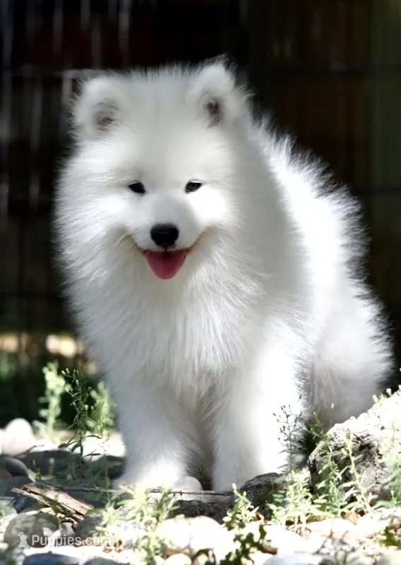 Male #3 – Samoyed puppy for sale in Palmdale, CA