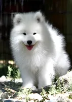 Male #3, a male Samoyed for sale in Palmdale, CA – 1 of 6