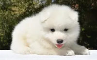 Male #3, a male Samoyed for sale in Palmdale, CA – 7 of 9
