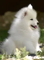 Male #3, a male Samoyed for sale in Palmdale, CA – 2 of 6