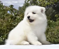Female #2, a female Samoyed for sale in Palmdale, CA – 2 of 10