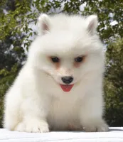 Female #3, a female Samoyed for sale in Palmdale, CA – 4 of 10