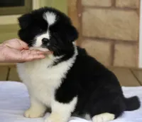 CKC Female #1, a female Akita for sale in Palmdale, CA – Photo 7 of 10