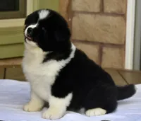 CKC Female #1, a female Akita for sale in Palmdale, CA – Photo 6 of 10