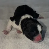 processed/dddb04fc-d267-411c-b759-ca1c97ca53d3/listing/c5e90841-aa80-4a86-9b83-0e14a4d6d2e5/51297dd7-5aa2-4e6e-a998-7b630dca57e5