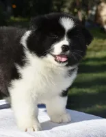 CKC Female #1, a female Akita for sale in Palmdale, CA – Photo 3 of 10