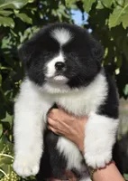 CKC Female #1, a female Akita for sale in Palmdale, CA – Photo 4 of 10