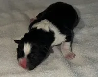 processed/dddb04fc-d267-411c-b759-ca1c97ca53d3/listing/c5e90841-aa80-4a86-9b83-0e14a4d6d2e5/8227ab27-95ad-4019-9ed4-9a0387d660ec