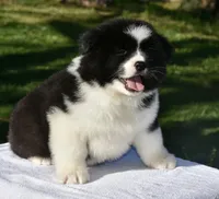 CKC Female #1, a female Akita for sale in Palmdale, CA – Photo 2 of 10