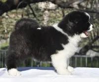 CKC Female #1, a female Akita for sale in Palmdale, CA – Photo 1 of 10