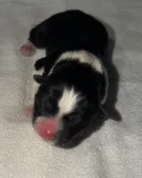 processed/dddb04fc-d267-411c-b759-ca1c97ca53d3/listing/c5e90841-aa80-4a86-9b83-0e14a4d6d2e5/bdd45bde-bcb4-458d-9f24-cd867b7812b9