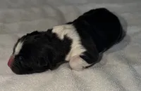 processed/dddb04fc-d267-411c-b759-ca1c97ca53d3/listing/c5e90841-aa80-4a86-9b83-0e14a4d6d2e5/c74687ca-ae5f-4ff8-aeeb-c2ace8482901