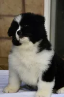 CKC Female #1, a female Akita for sale in Palmdale, CA – Photo 5 of 10