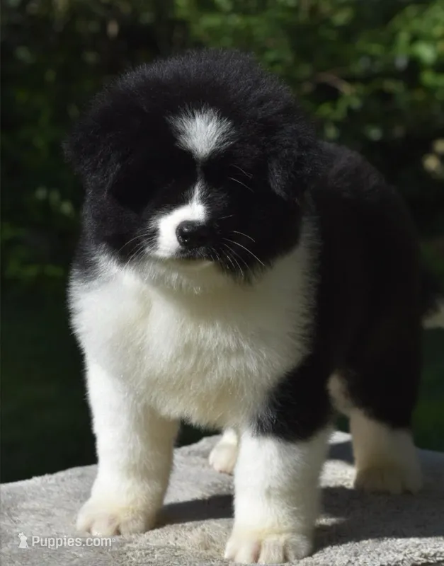 CKC Female #1 LOWERED FEE – Akita puppy for sale in Palmdale, CA