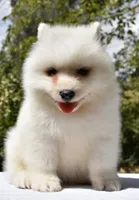 Female #3, a female Samoyed for sale in Palmdale, CA – 8 of 10