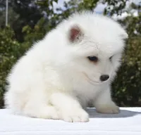 Female #2, a female Samoyed for sale in Palmdale, CA – 3 of 10