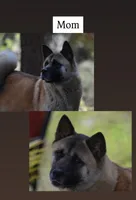 processed/dddb04fc-d267-411c-b759-ca1c97ca53d3/listing/d7f2c3b7-8e56-4ba5-a519-be61cb57b4e4/61213a95-188e-4e18-929f-629f827bf1af