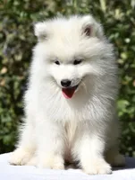 Male #3, a male Samoyed for sale in Palmdale, CA – 4 of 6