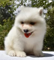 Female #3, a female Samoyed for sale in Palmdale, CA – 2 of 10