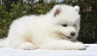 Male #2, a male Samoyed for sale in Palmdale, CA – 8 of 10