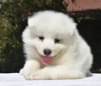 Male #1, a male Samoyed for sale in Palmdale, CA – 4 of 6