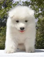 Male #3, a male Samoyed for sale in Palmdale, CA – 2 of 9