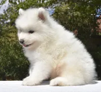 Male #2, a male Samoyed for sale in Palmdale, CA – 7 of 10