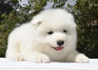 Male #3, a male Samoyed for sale in Palmdale, CA – 5 of 9