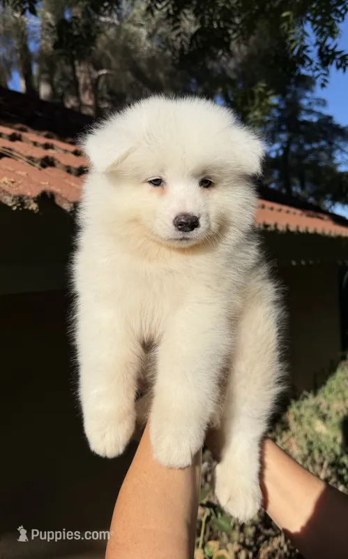 Male #1 – Samoyed puppy for sale in Palmdale, CA