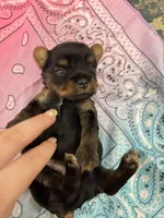 Ellie, a female Yorkshire Terrier for sale in Crestview, FL – 1 of 4
